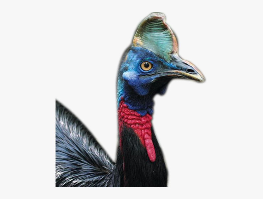 Environment Amendment Act 2014 Png - Cassowary, Transparent Clipart