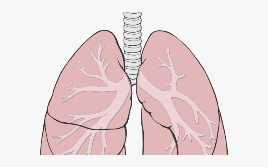 Organs Clipart Simple Human - Lungs Diagram , Free Transparent Clipart