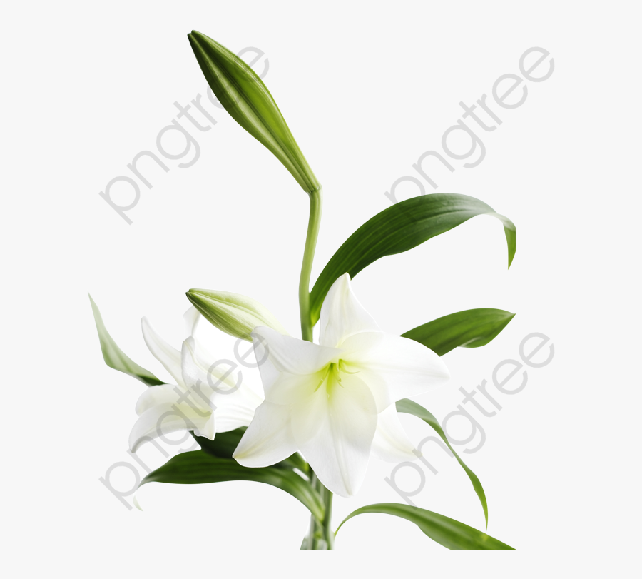 Transparent Water Lilies Png - Lilies Png, Transparent Clipart