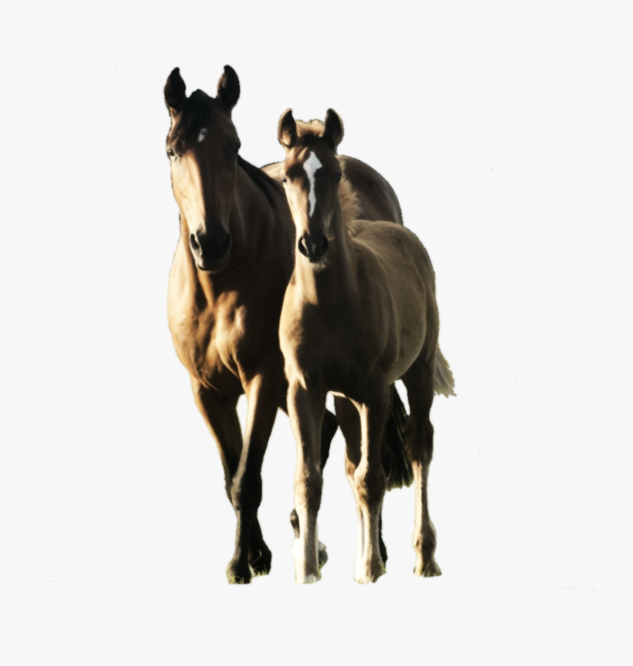 Mare And Foal Png, Transparent Clipart