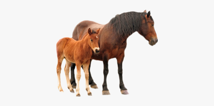 #horse #mare #foal - Foal With Mare Png, Transparent Clipart
