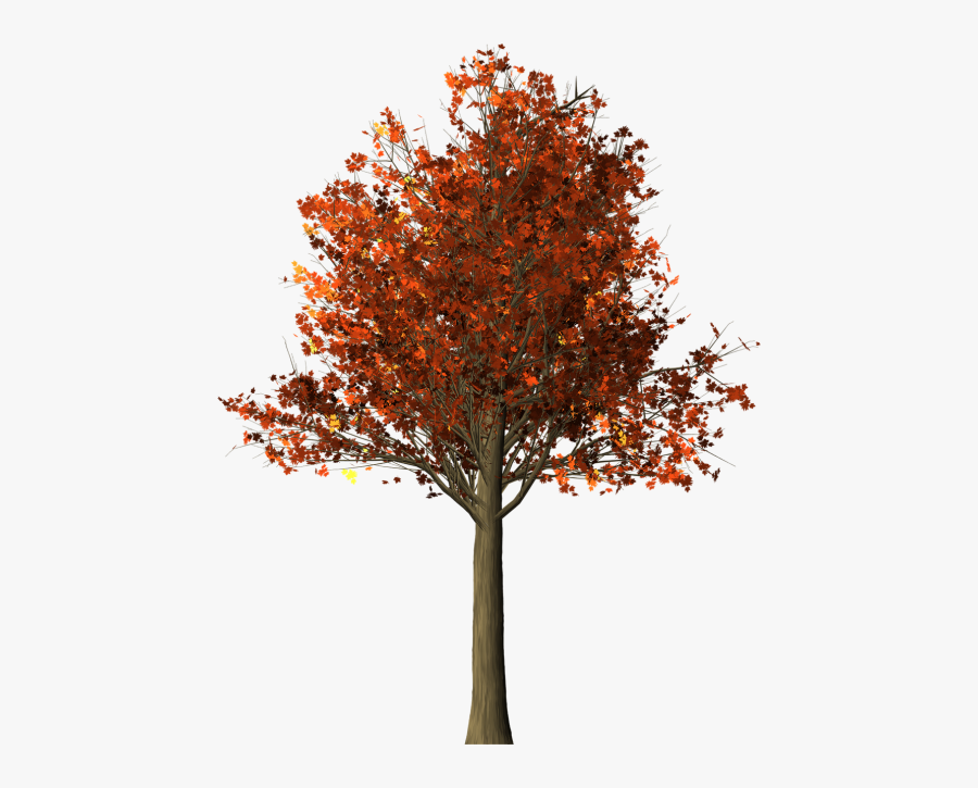 Tree Maple Maple Tree - Fall Trees Png , Free Transparent Clipart