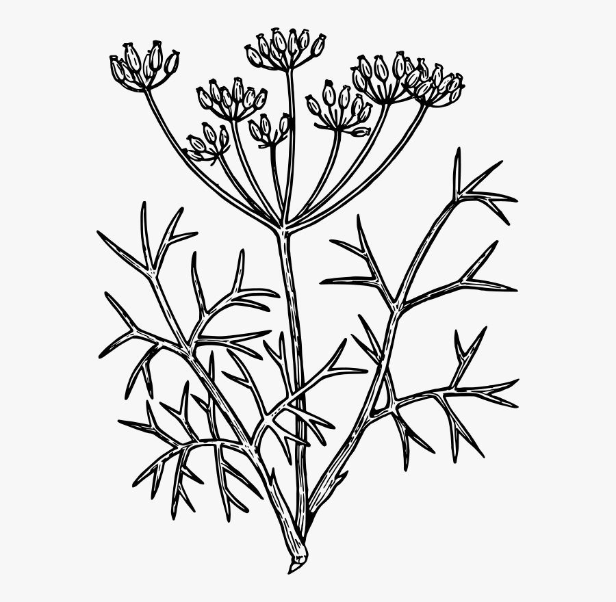 Fennel Drawing , Free Transparent Clipart ClipartKey