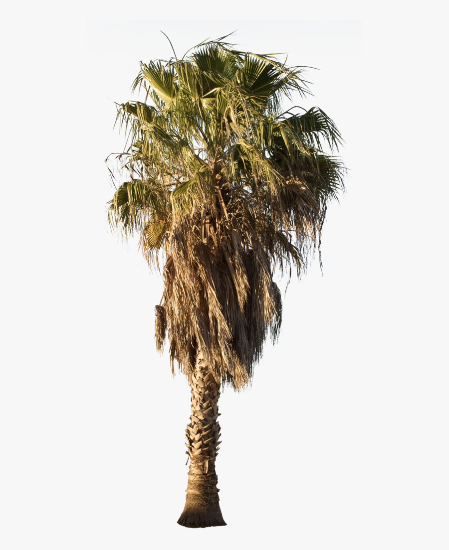 Palmetto Tree Png - Desert Palm Tree Png, Transparent Clipart