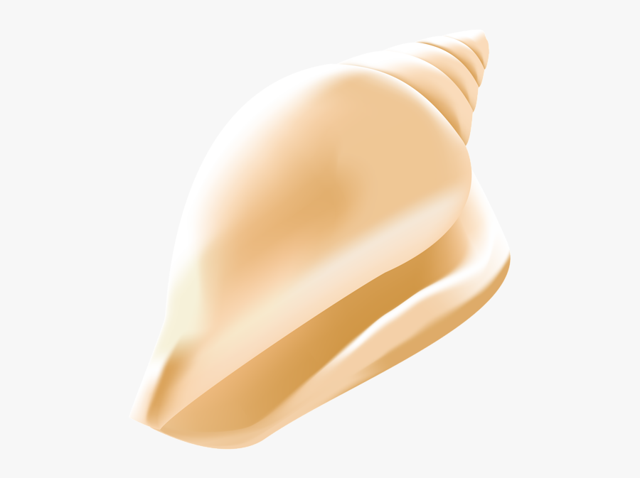 Seashells Png -seashell Png - Conch Shell Png, Transparent Clipart