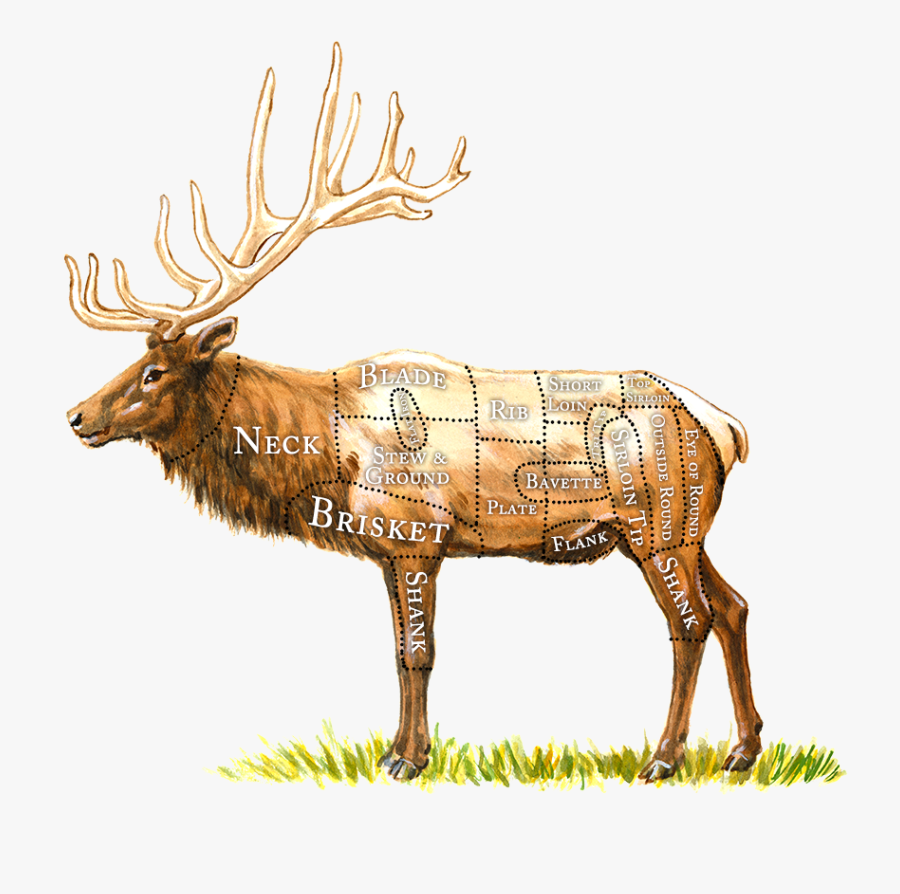 Transparent Elk Clipart - Brisket On An Elk, Transparent Clipart