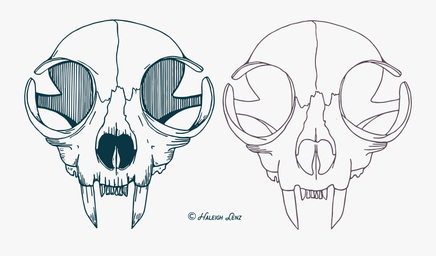 Cat Skull Drawing Vector, Transparent Clipart