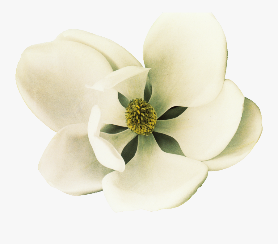 Clip Art Southern Magnolia Petal Flower - White Magnolia Flower Png, Transparent Clipart