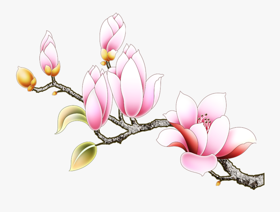 Clip Art Magnolia Vector - Yulan Magnolia, Transparent Clipart