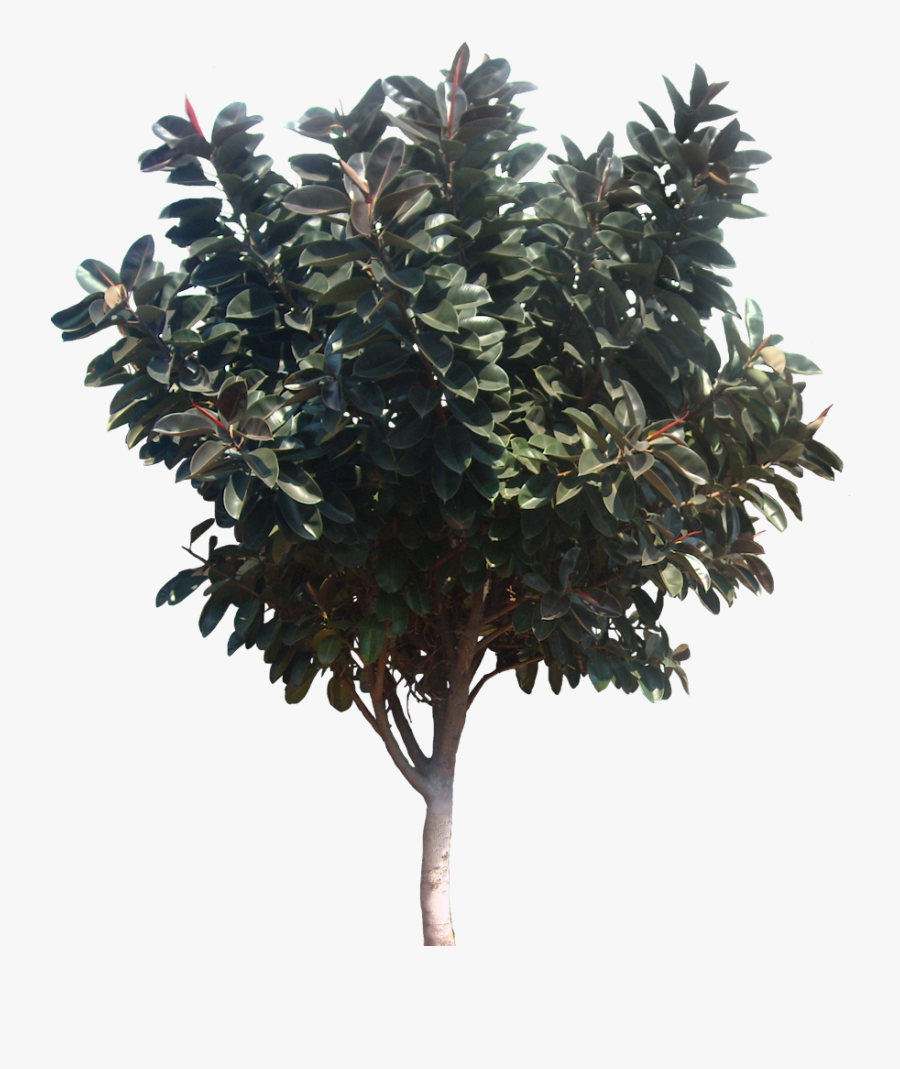 Transparent Ficus Tree Png - Tree Cut Out Magnolia, Transparent Clipart