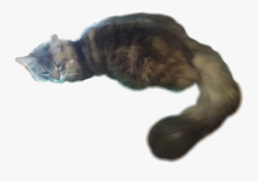 #my #cat #laying #down #kitty #big #tail #bigtail #fluffy - Cat Looking Down Png, Transparent Clipart