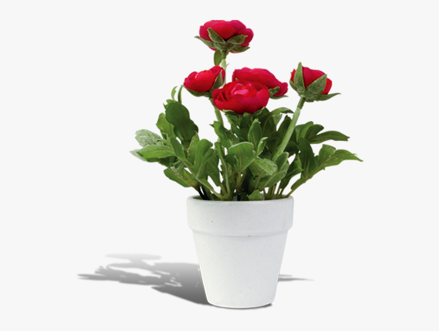 Flowerpot Rosa Chinensis - Flower Pot Transparent Background, Transparent Clipart