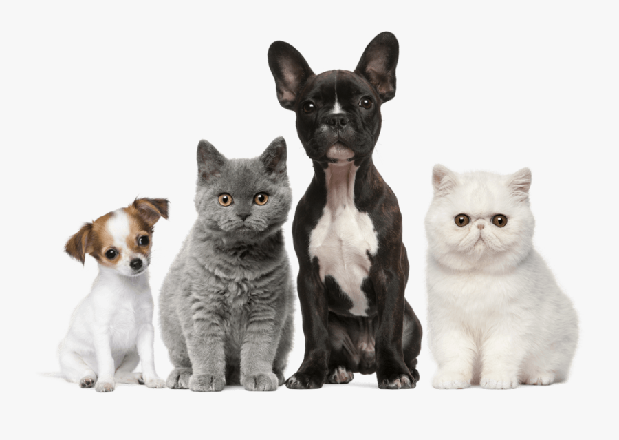 Dog Cat Puppy Kitten Pet - Many Dog And Cat, Transparent Clipart