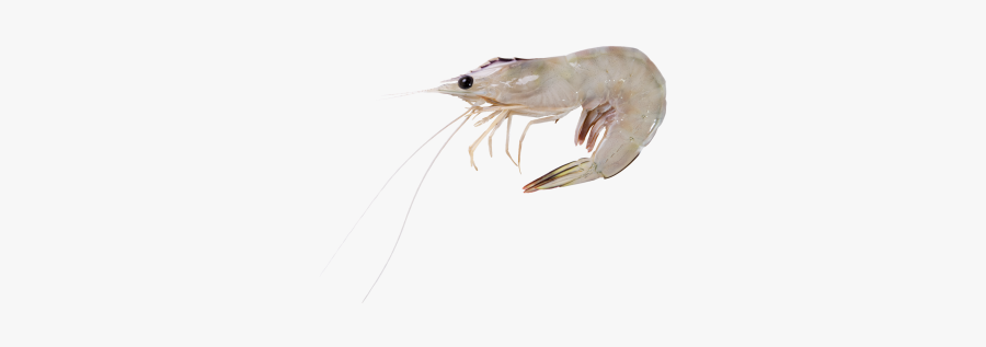 Udang Png Vector, Clipart, Psd - Litopenaeus Setiferus, Transparent Clipart