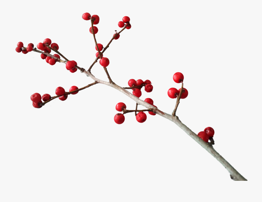Christmas Berries Png, Transparent Clipart