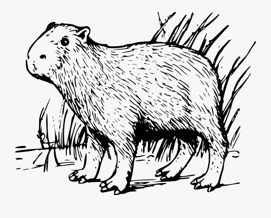 Capybara, Mammal, Capibara, Animal - Capybara Coloring Page, Transparent Clipart