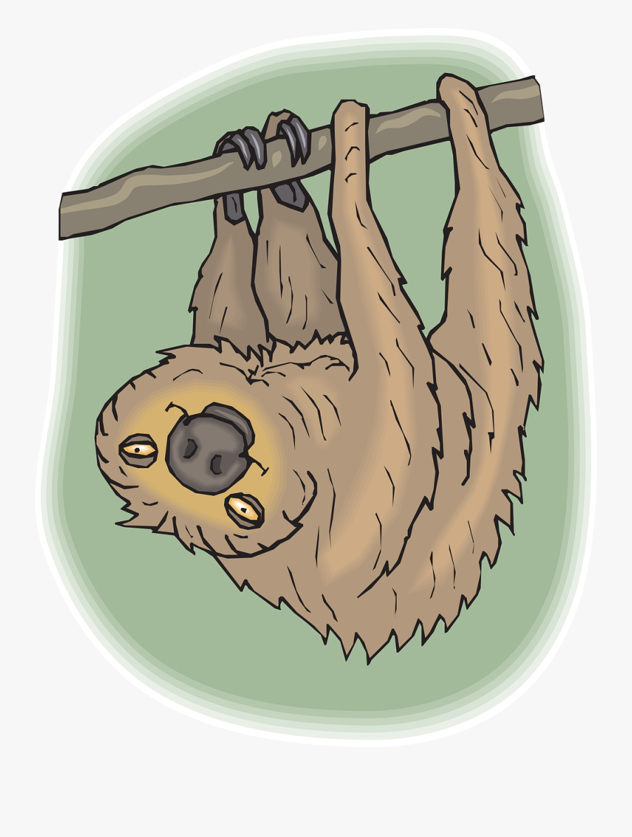 Sloth Happy Face Free Photo - Amazon Rainforest Animals Colouring, Transparent Clipart