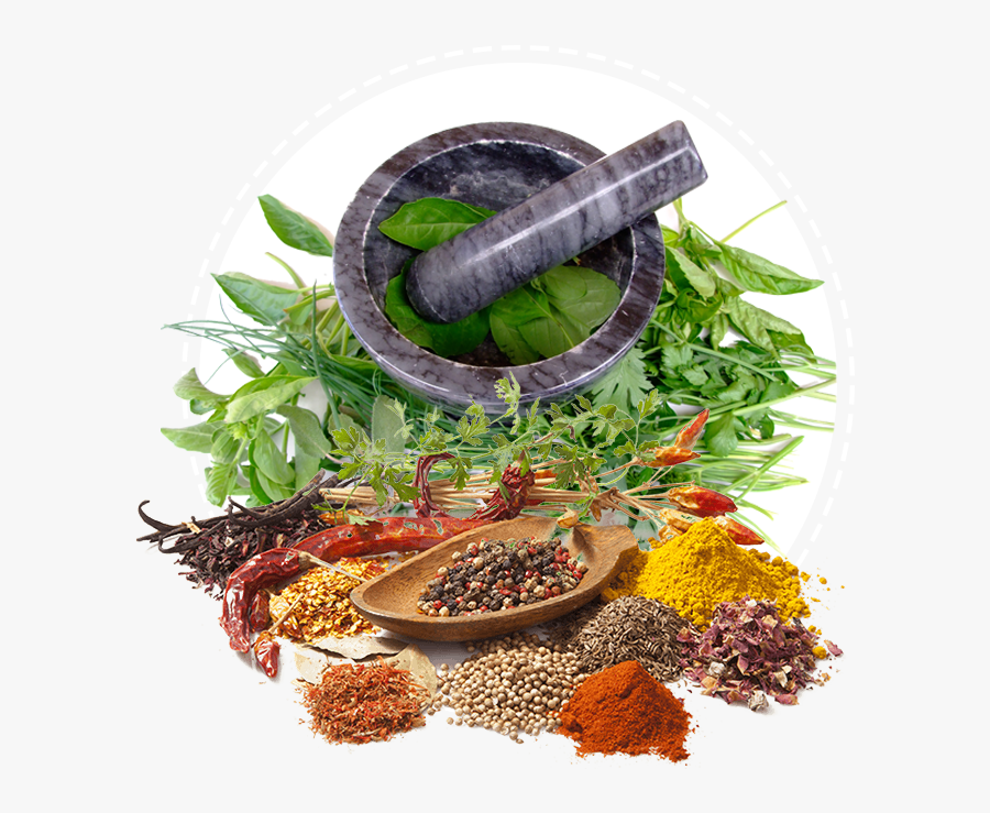 Ayurveda Services Health Medicine Herbalism Herbal - Herbal Plants For Abortion In The Philippines, Transparent Clipart