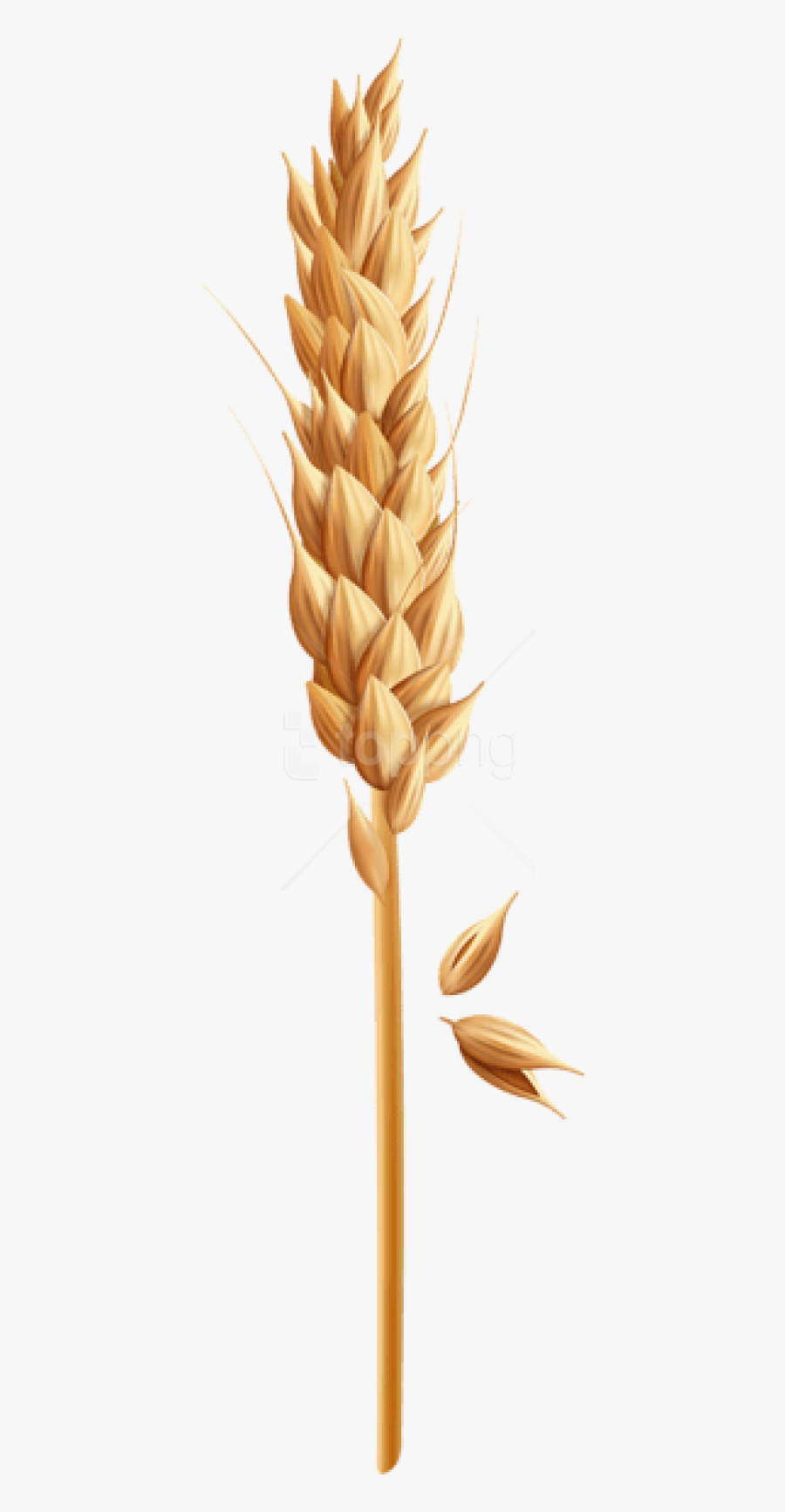 Download Png Photo Toppng - Clip Art Wheat Grain , Free Transparent