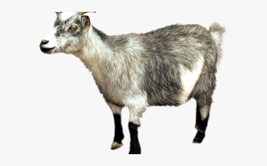 Mountain Goat Png, Transparent Clipart