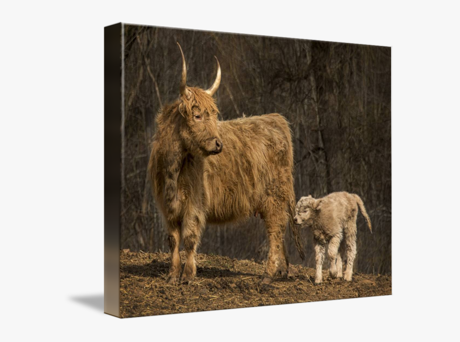 Clip Art Highland Cattle Calf - Bull, Transparent Clipart