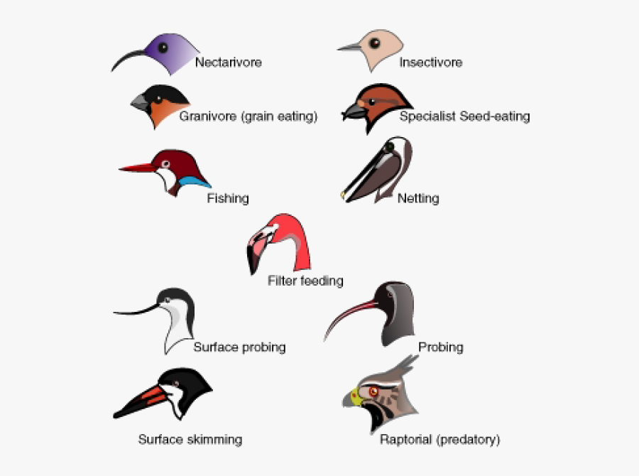 Bird Beak & Food, Transparent Clipart