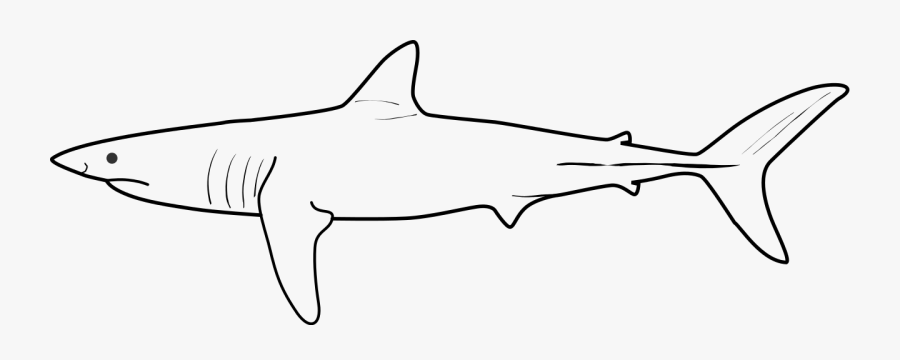 File - Shortfin Mako - Svg - Shortfin Mako Shark Clipart - Squaliformes, Transparent Clipart