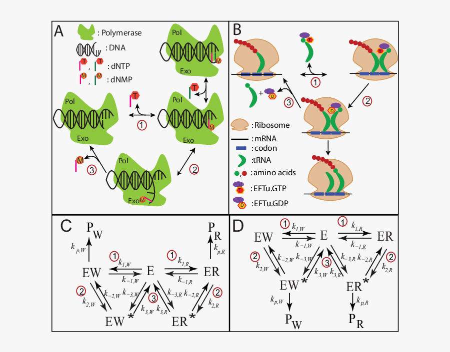 Schematic Representation Of Proofreading Networks For - Proofreading Dna, Transparent Clipart