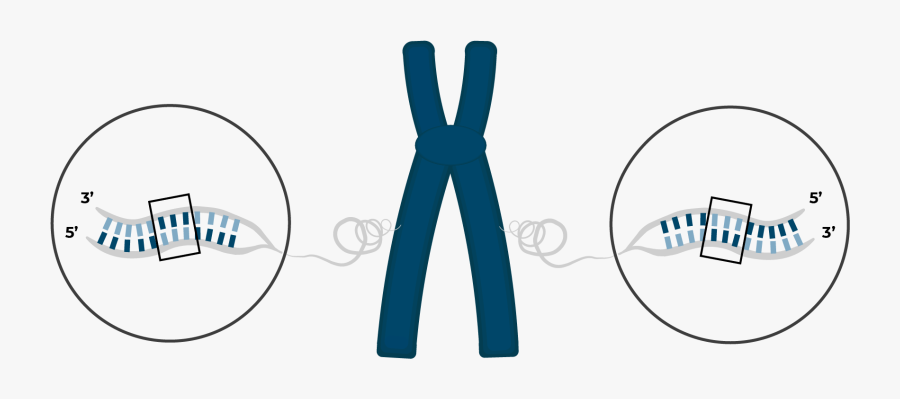 Chromosome With Inversion, Transparent Clipart