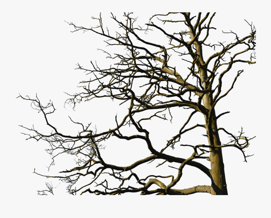 Tree, Aesthetic, Nature, Old Tree, Branches, Log, Bark - Old Tree With Branches, Transparent Clipart