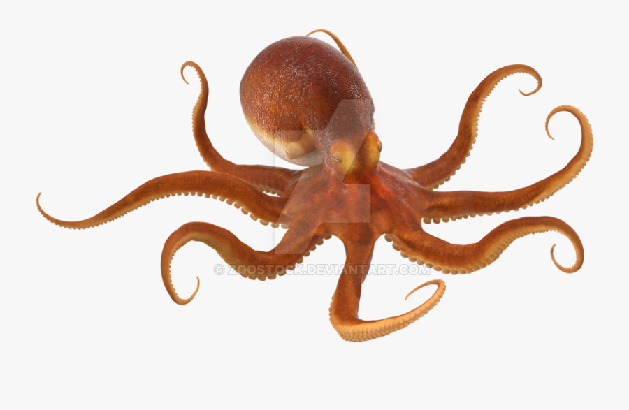 Sea On A Transparent - Octopus Png, Transparent Clipart