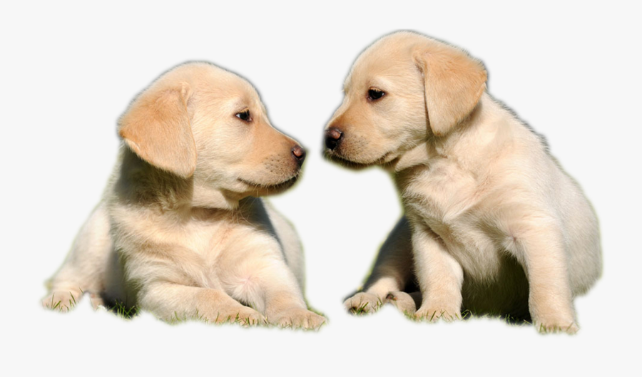 Golden Labrador Puppy - Transparent Background Two Dogs Png, Transparent Clipart