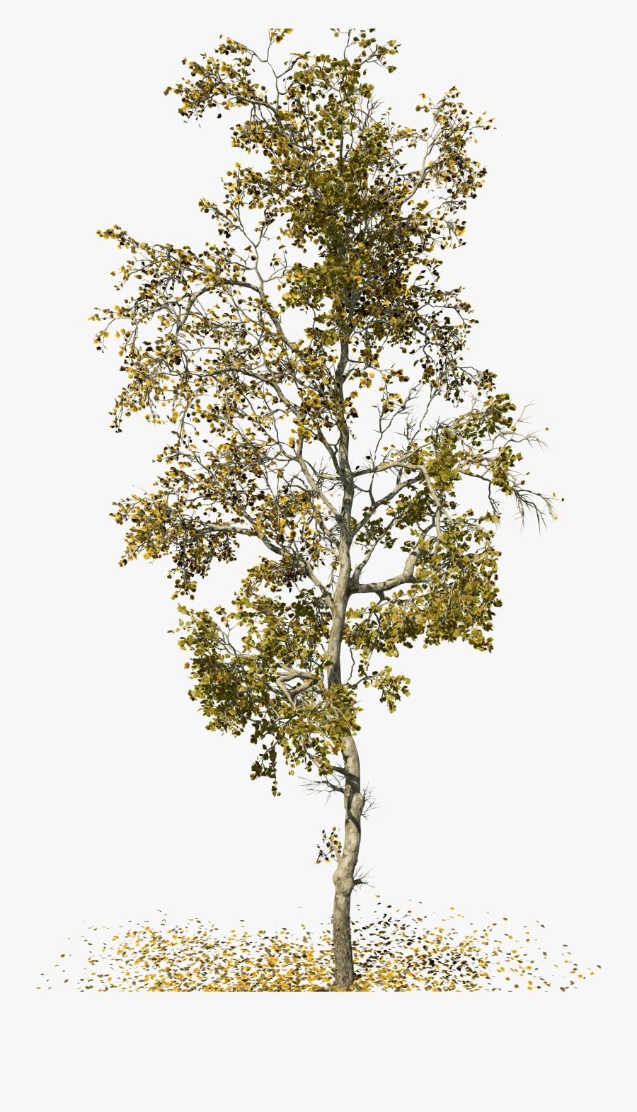 American Sycamore Forest Slender - Birch Tree Png Forest, Transparent Clipart