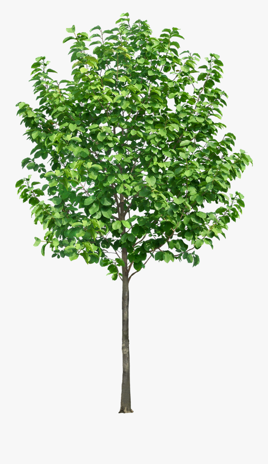 Trees In Section Png, Transparent Clipart