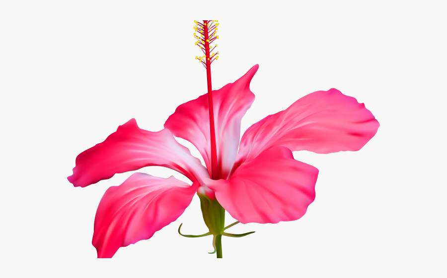 Transparent Hawaiian Flower Png, Transparent Clipart