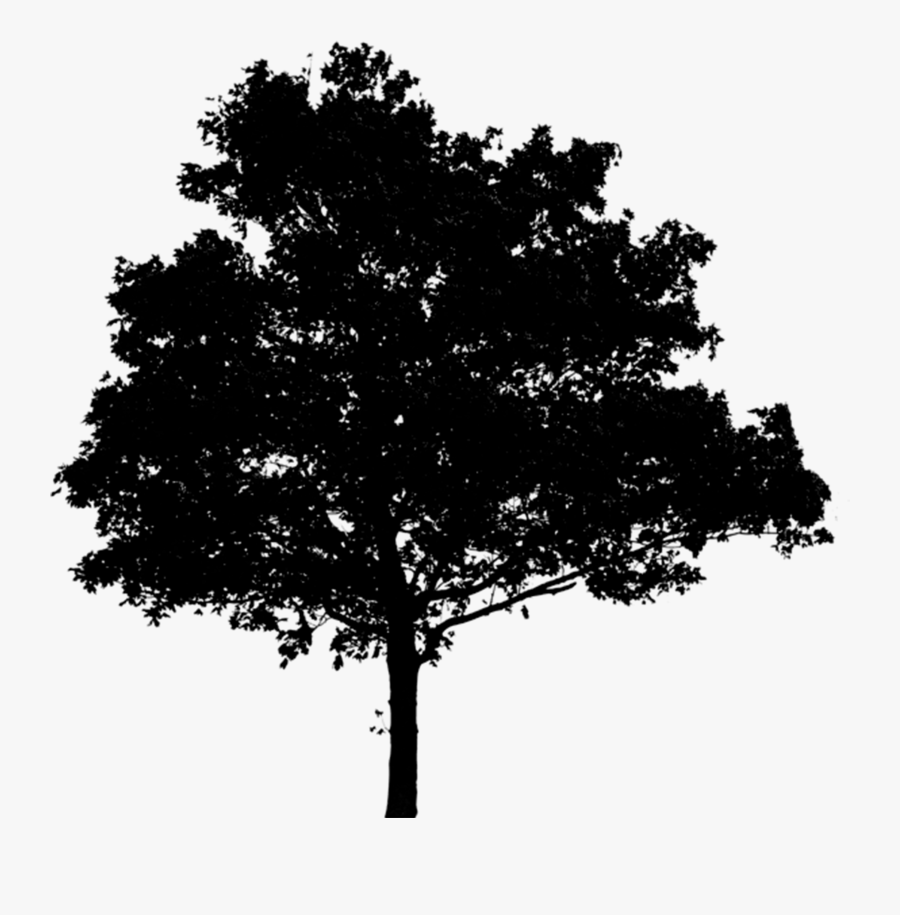 Oak Tree Silhouette Png - Tree Photoshop Black And White, Transparent Clipart
