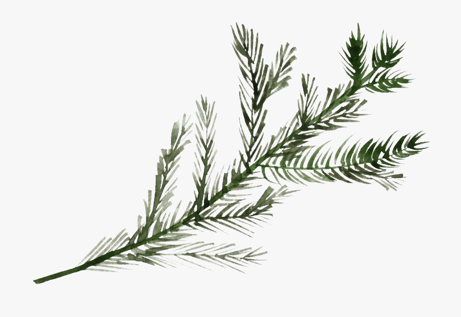 Pine Branch Png File - Pine Tree Branch Png, Transparent Clipart