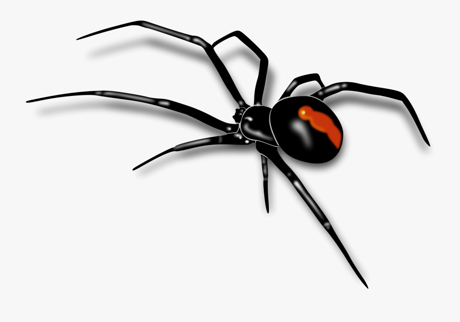 Clipartlook Cartoon Spiders - Red Back Spider Drawing, Transparent Clipart