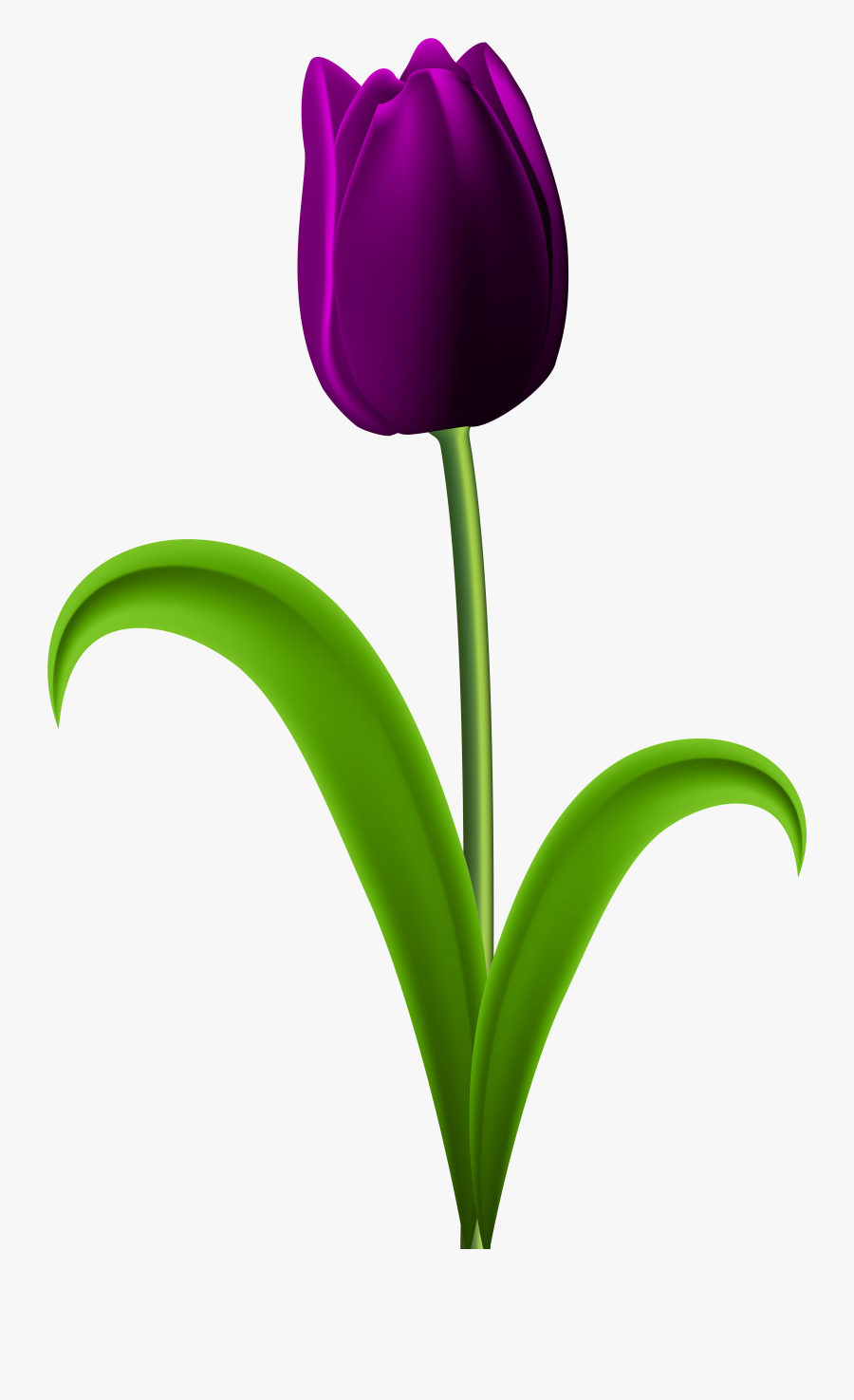 Flower Clipart Tulip - Purple Tulips Flowers Clipart , Free Transparent