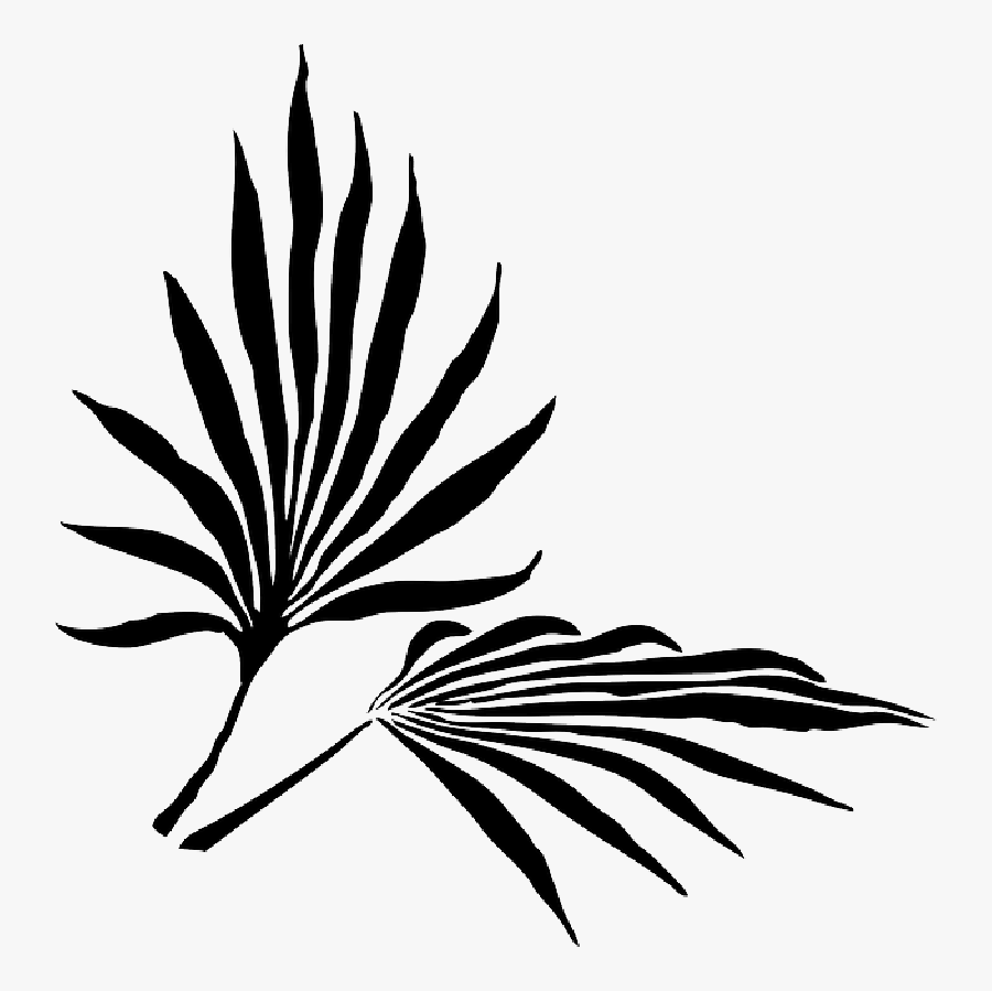 Palm Fronds Png Search Results Landscaping Gallery - Palm Frond Clip Art, Transparent Clipart