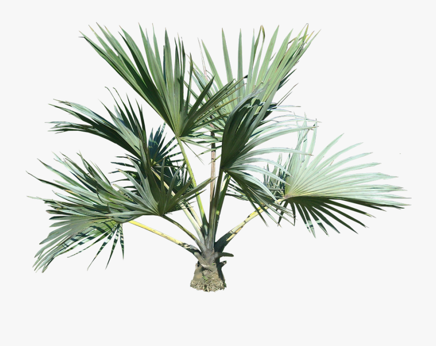 Palm Tree Png Image - Small Palm Tree Png, Transparent Clipart