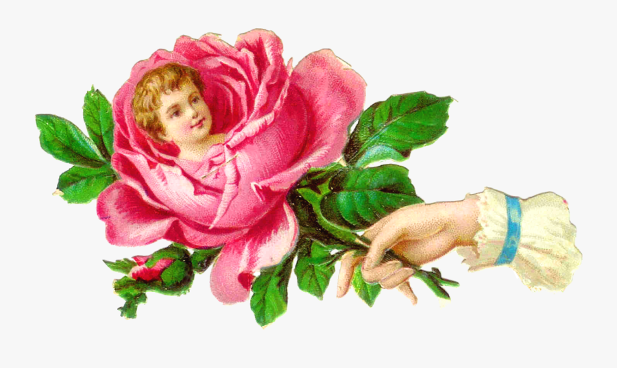 Rose Victorian Illustration, Transparent Clipart