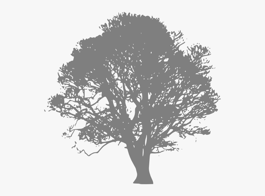 Transparent Large Tree Png - Live Oak Tree Clip Art, Transparent Clipart