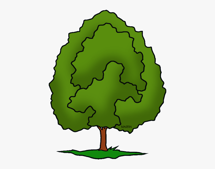 Illinois State Tree - Phillip Martin Clipart Tree, Transparent Clipart