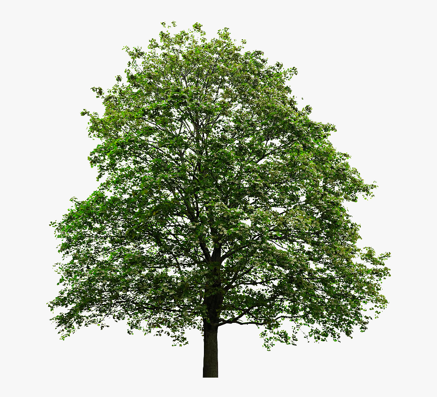 Oak Tree Png No - Tree No Back Ground, Transparent Clipart