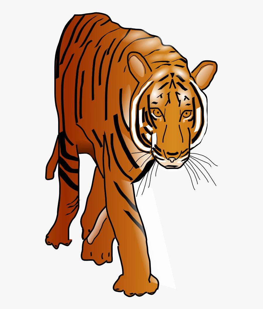 Paws Clipart Bobcat - Tiger Clip Art, Transparent Clipart
