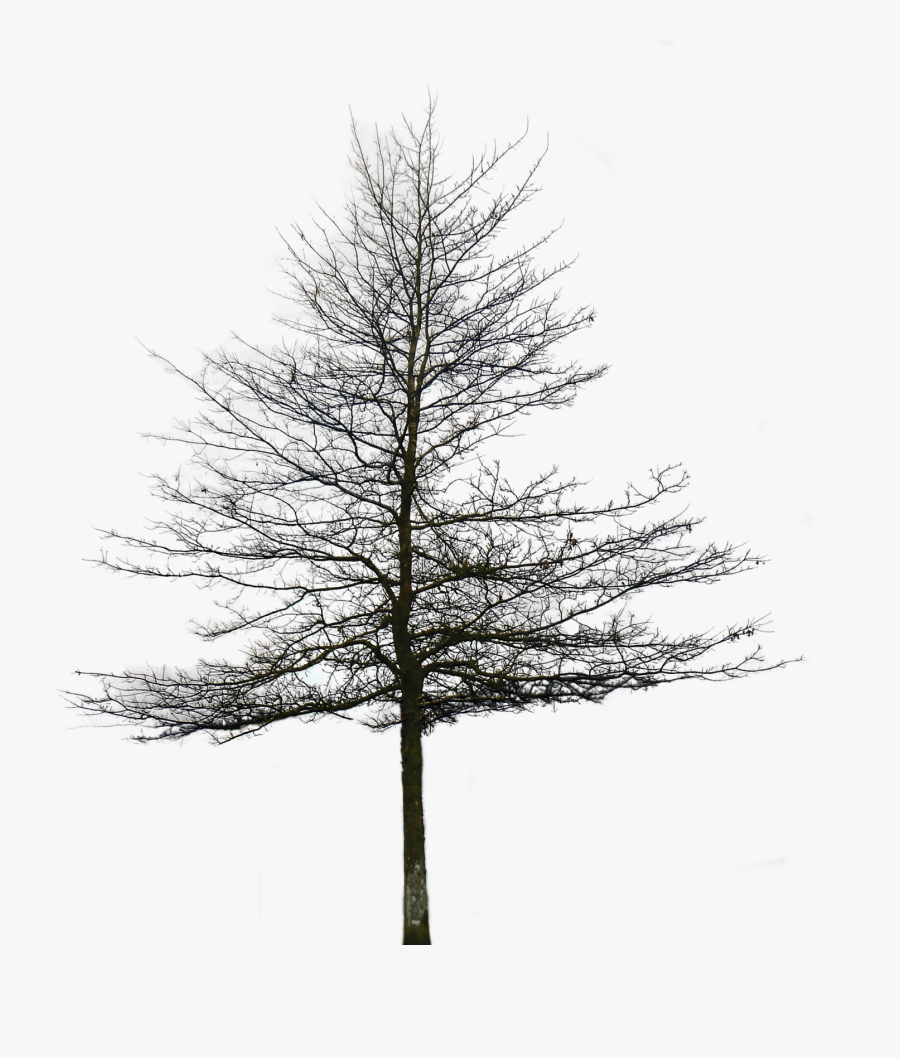 Transparent Oak Tree Clipart Black And White - Architectural Tree Background Png, Transparent Clipart