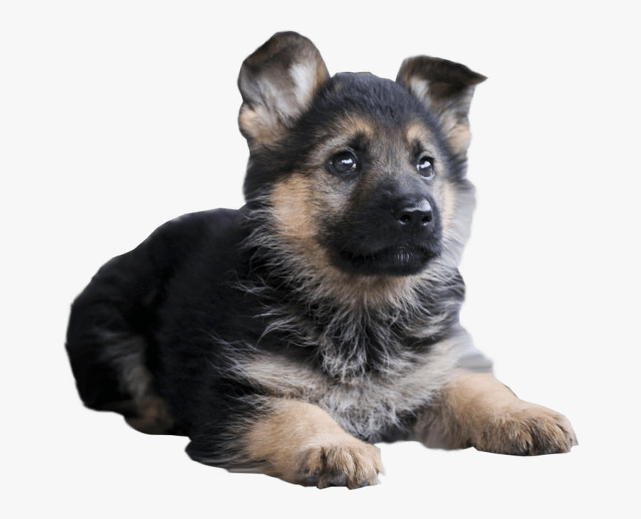 Shepherd Dog With Stick - German Shepherd Puppy Transparent Background, Transparent Clipart