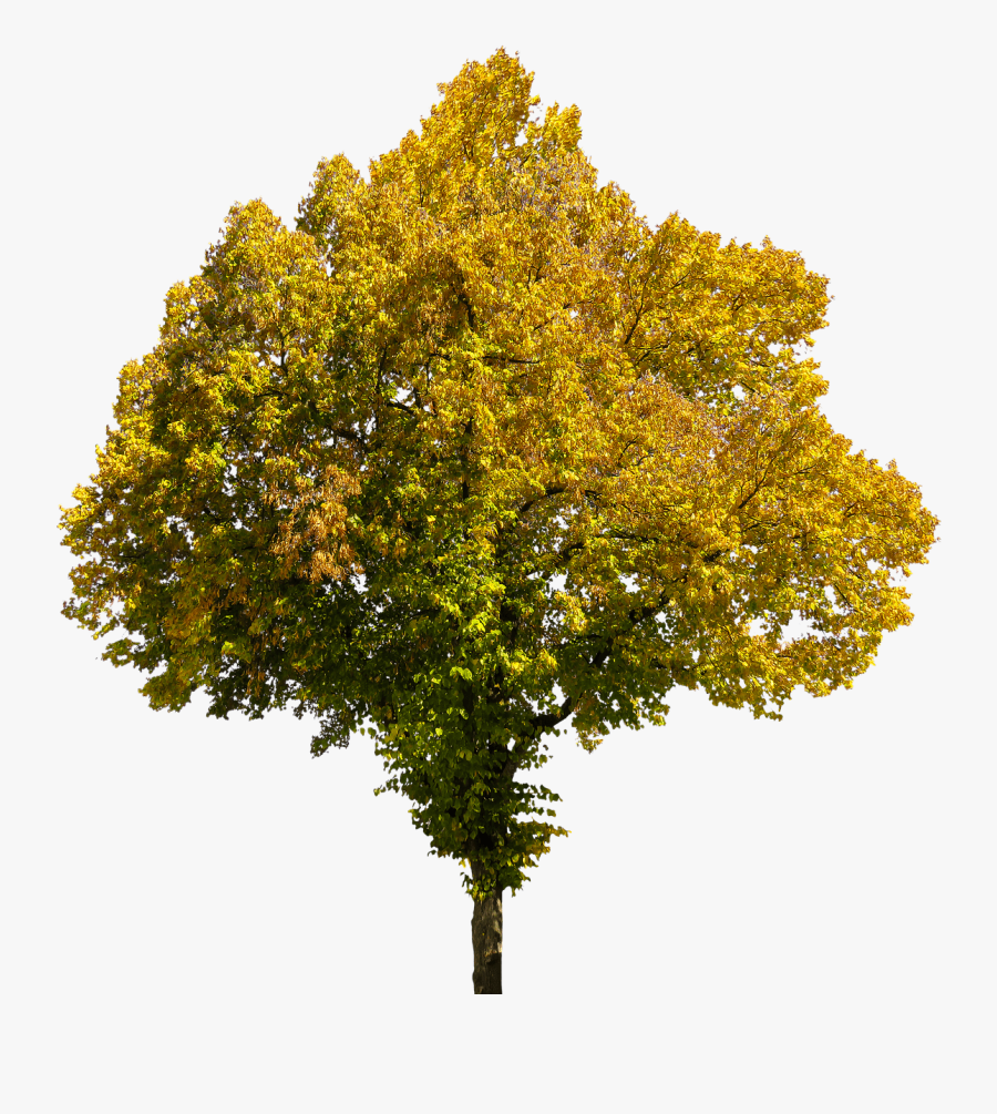 Autumn, Time Of Year, Tree, Leaves, Png, Isolated - Autumn Trees Transparent Background, Transparent Clipart