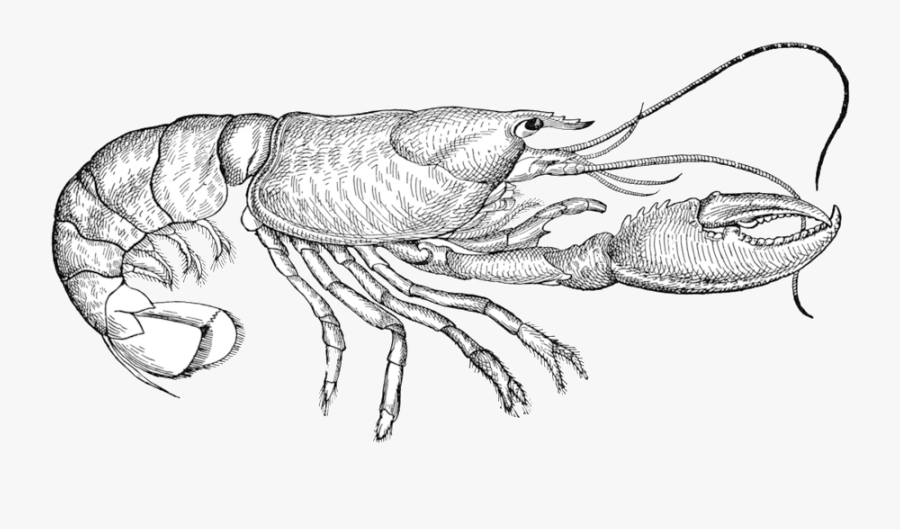 Collection Of Free Lobster Drawing Sketch - Do Lobsters Breathe, Transparent Clipart